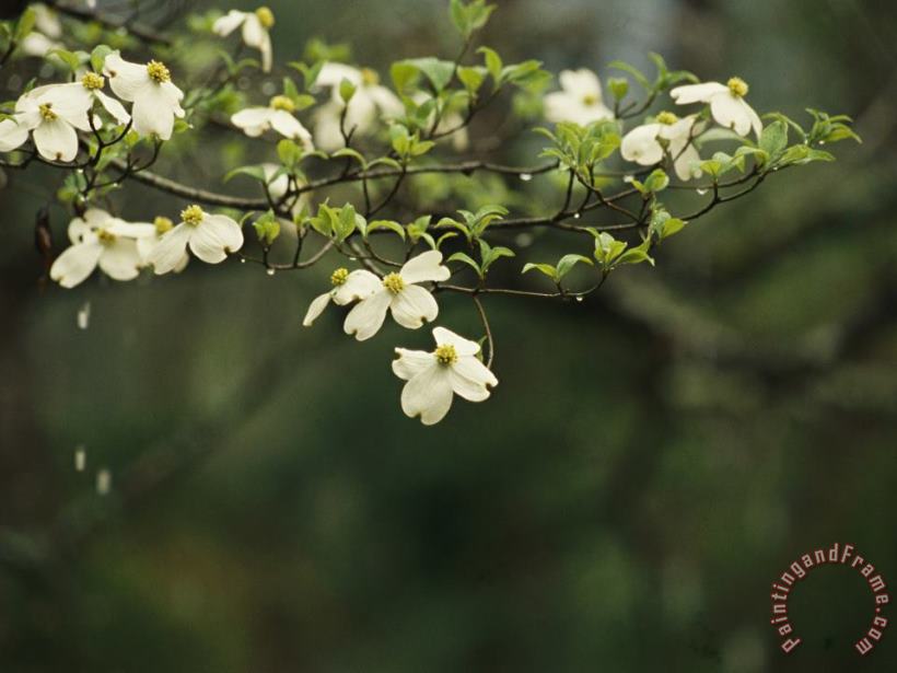 Raymond Gehman Delicate White Dogwood Blossoms Cover a Tree in The Early Spring Art Print