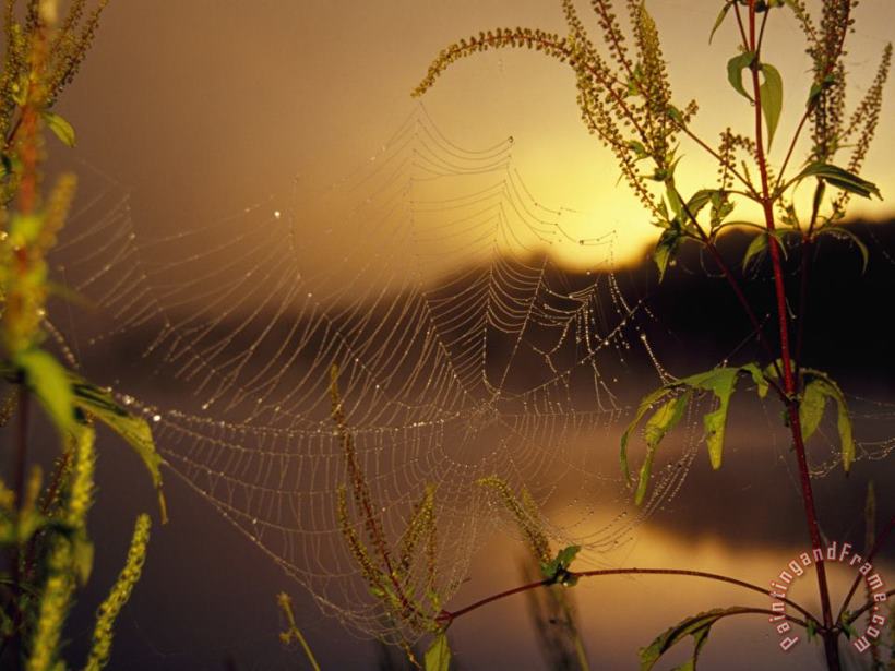 Raymond Gehman Dew Glistening in a Spider S Web at Sunrise Art Print