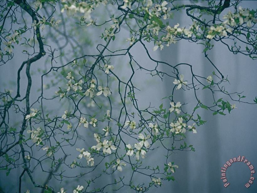 Dogwood Blossoms in a Foggy Forest painting - Raymond Gehman Dogwood Blossoms in a Foggy Forest Art Print