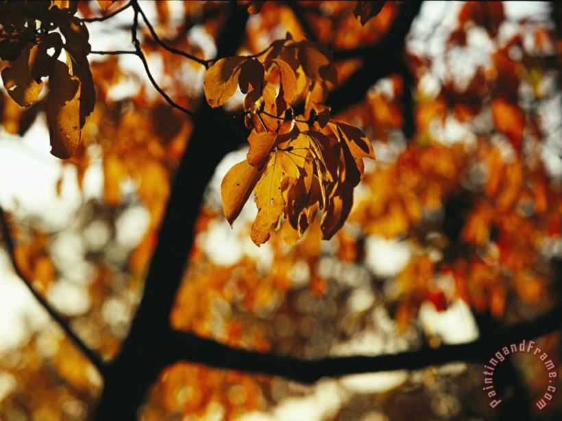 Raymond Gehman Dogwood Tree in Golden Fall Color Art Print