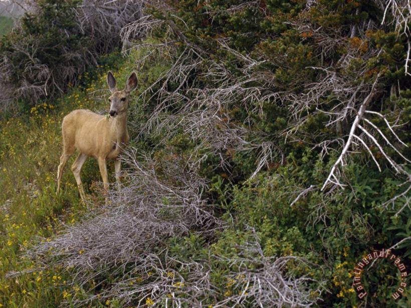 Raymond Gehman Ears Cocked a Mule Deer Pauses in a Clearing in Cascade Canyon Art Print