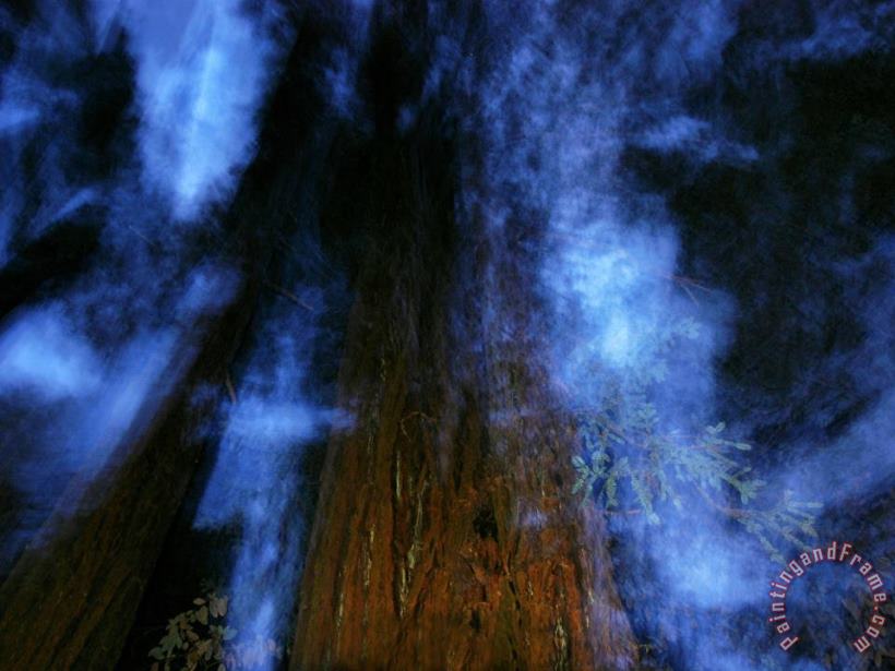 Eerie Image of Giant Redwoods From Directly Below at Night painting - Raymond Gehman Eerie Image of Giant Redwoods From Directly Below at Night Art Print