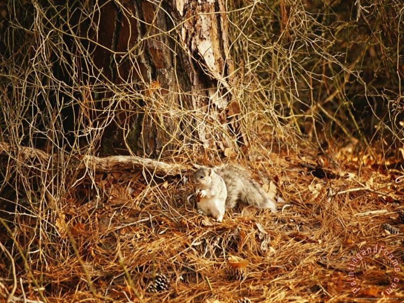 Endangered Delmarva Fox Squirrel Gathering Pine Nuts painting - Raymond Gehman Endangered Delmarva Fox Squirrel Gathering Pine Nuts Art Print