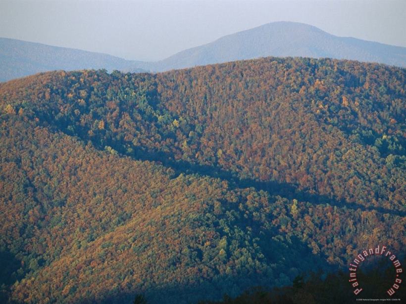 Raymond Gehman Fall Colors in Forests Along Skyline Drive Massanutten Mountain in Back Art Painting