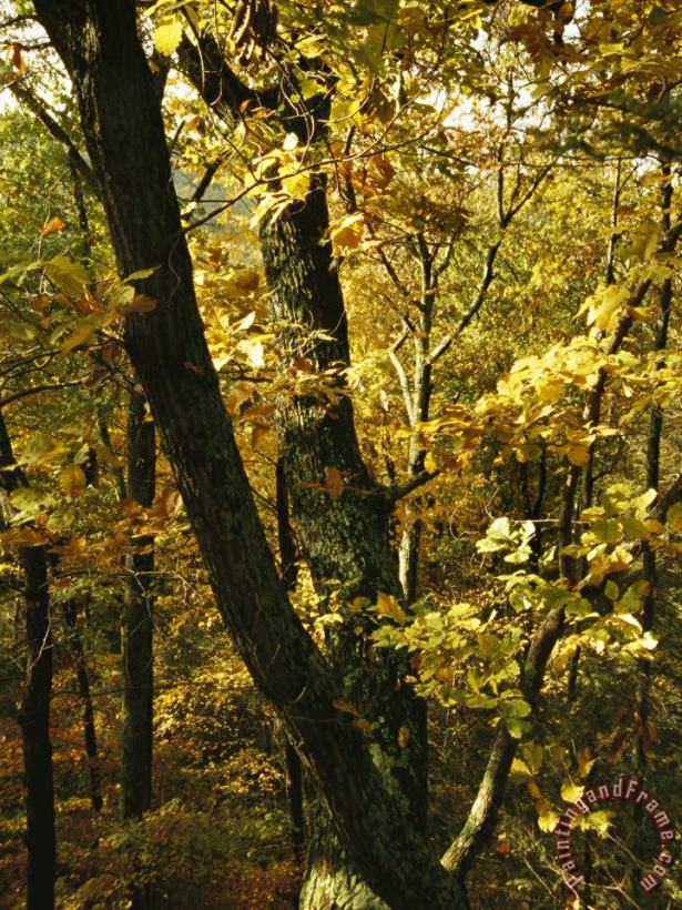 Fall Foliage in an Appalachian Trail Forest painting - Raymond Gehman Fall Foliage in an Appalachian Trail Forest Art Print