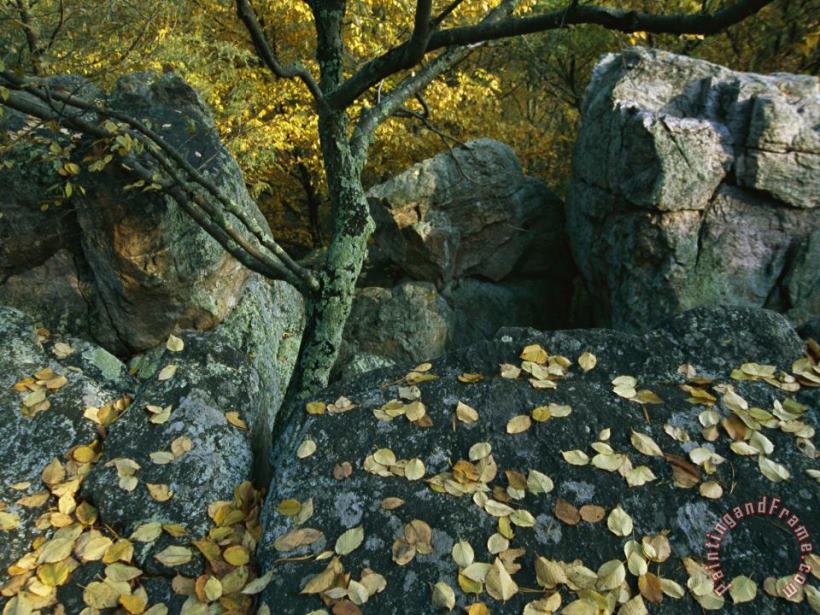 Raymond Gehman Fall Leaves on Rocks Along The Appalachian Trail Art Print