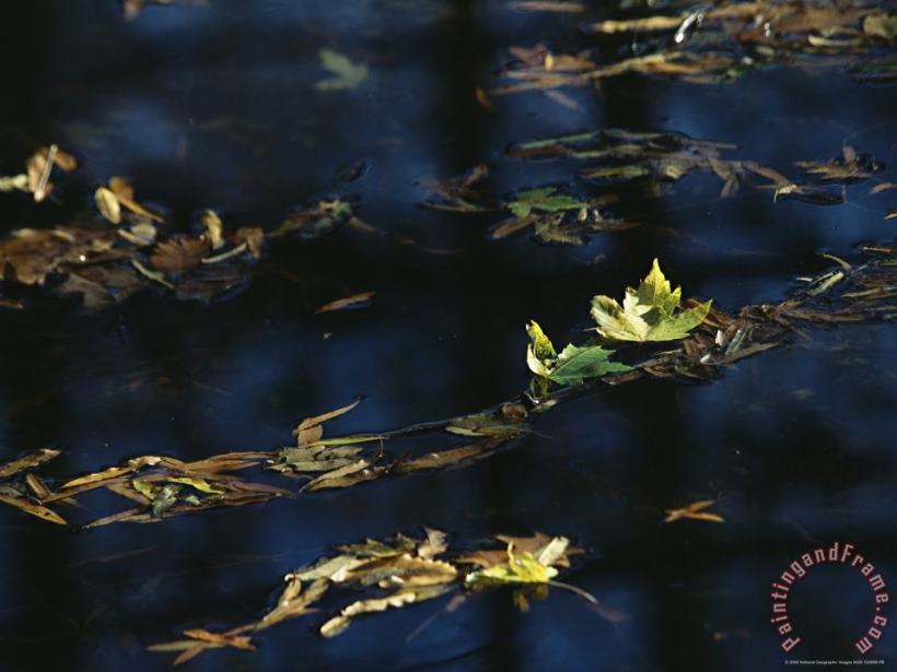Raymond Gehman Fall Tinged Maple Leaves Float in Water Reflecting The Blue Sky Art Painting