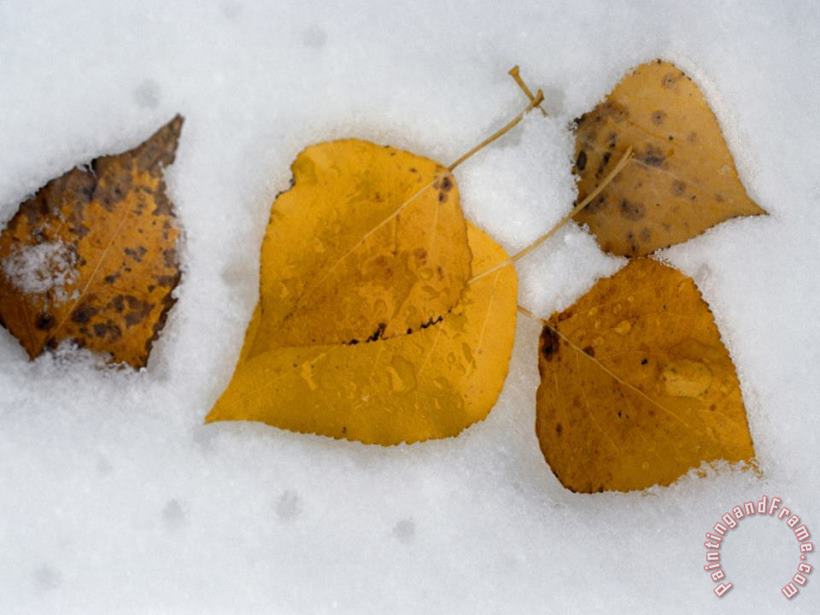 Fallen Aspen Leaves in Snow Near Moraine Lake painting - Raymond Gehman Fallen Aspen Leaves in Snow Near Moraine Lake Art Print