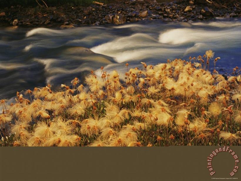 Raymond Gehman Feather Like Dryas Plants Sprinkle The Ground Along Fire Creek Near The Inklin River Art Print