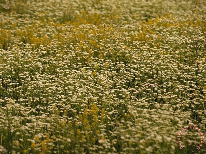 Field of Ragweed And Queen Anne S Lace in Bloom painting - Raymond Gehman Field of Ragweed And Queen Anne S Lace in Bloom Art Print