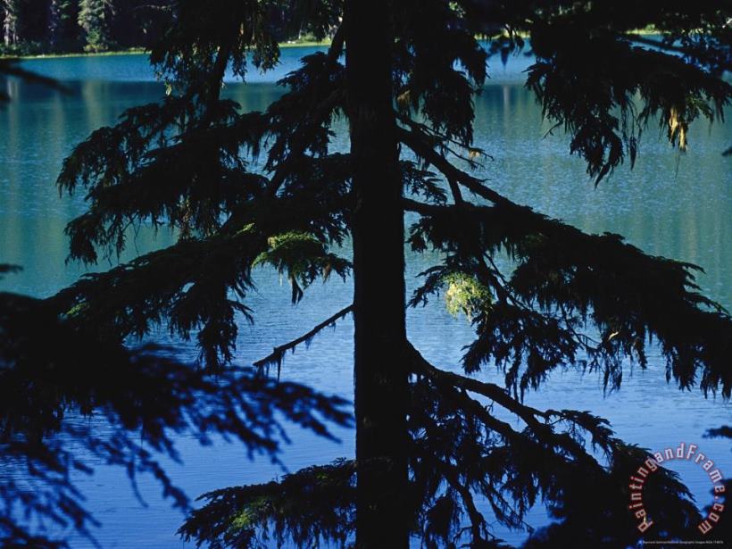 Fir Tree in Silhouette Partially Obscures a Blue Mountain Lake painting - Raymond Gehman Fir Tree in Silhouette Partially Obscures a Blue Mountain Lake Art Print