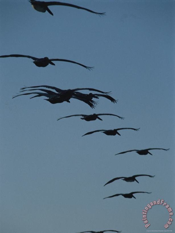 Flock of Brown Pelicans Flying in Formation painting - Raymond Gehman Flock of Brown Pelicans Flying in Formation Art Print