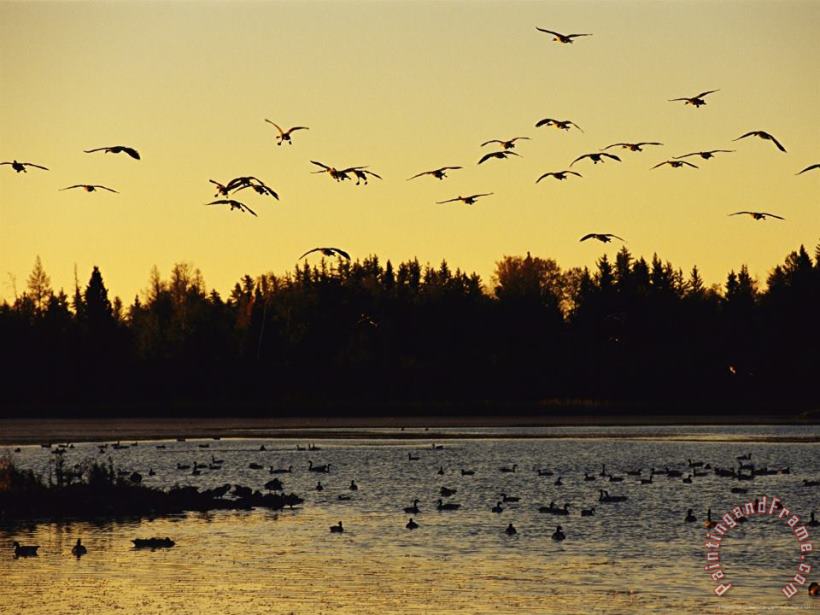 Flock of Geese Flies Over a Manitoba Lake at Sunset painting - Raymond Gehman Flock of Geese Flies Over a Manitoba Lake at Sunset Art Print