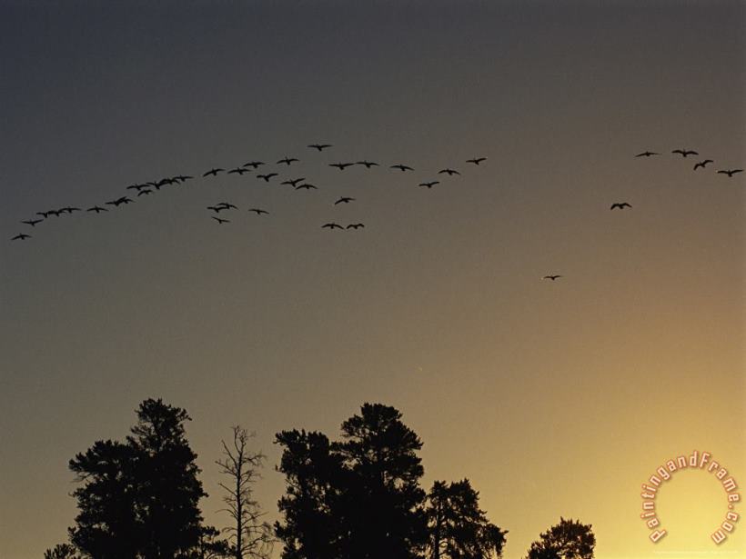Flock of Geese Take Flight As The Sun Sets on a Manitoba Park painting - Raymond Gehman Flock of Geese Take Flight As The Sun Sets on a Manitoba Park Art Print