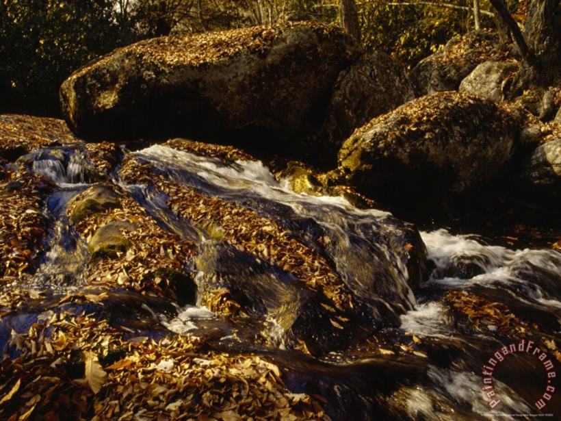 Fox Creek And Autumn Leaves in The Jefferson National Forest painting - Raymond Gehman Fox Creek And Autumn Leaves in The Jefferson National Forest Art Print