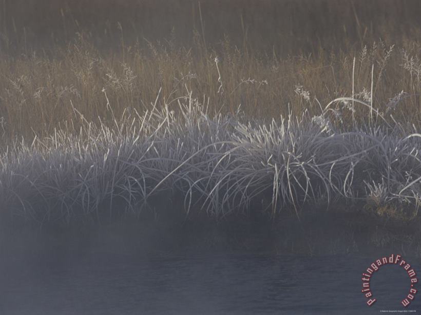 Frost Coats Sedges Along Obsidian Creek in The Early Morning painting - Raymond Gehman Frost Coats Sedges Along Obsidian Creek in The Early Morning Art Print