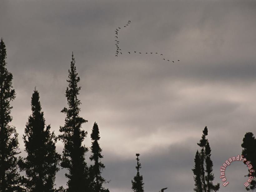Raymond Gehman Geese Fly in Formation Above Silhouetted Pine Trees Art Print