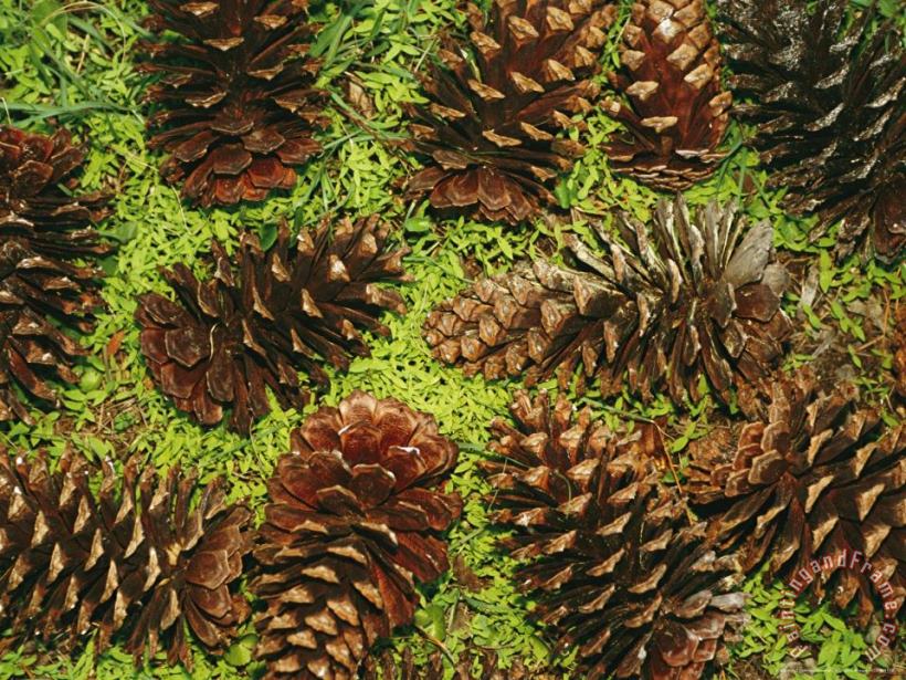 Raymond Gehman Giant Longleaf Pine Cones Art Painting