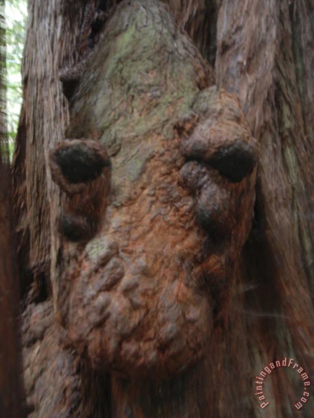 Raymond Gehman Giant Redwood Tree Knot Resembling an Alligator S Head Art Painting