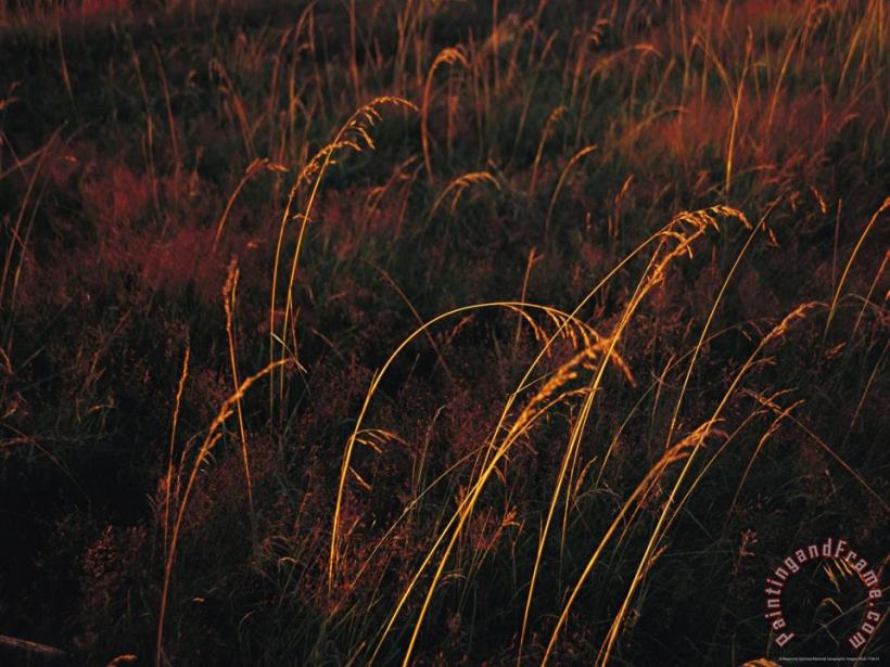 Grasses Glow Golden in Evening S Light painting - Raymond Gehman Grasses Glow Golden in Evening S Light Art Print