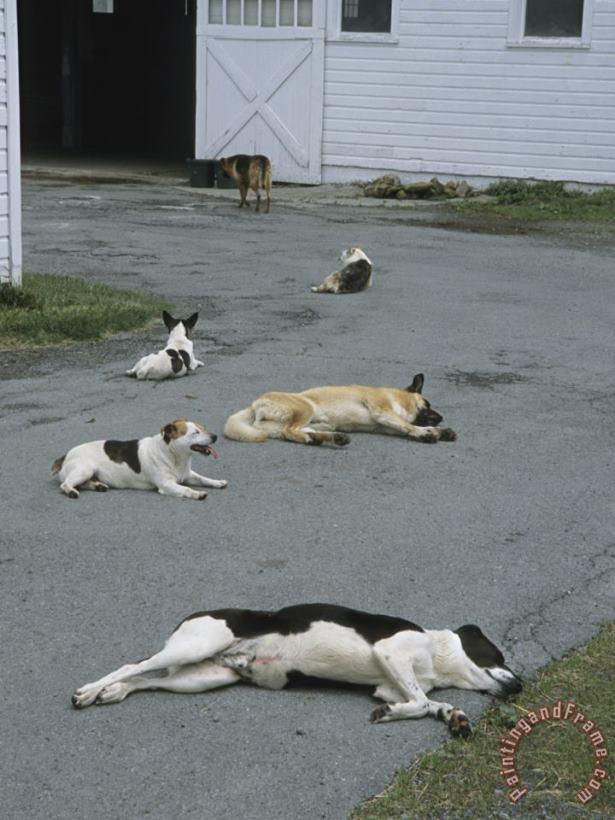 Group of Dogs Lying About on The Paved Driveway of a Farm Building painting - Raymond Gehman Group of Dogs Lying About on The Paved Driveway of a Farm Building Art Print