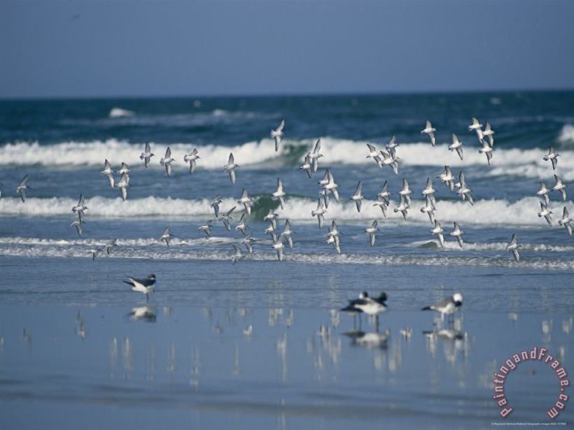 Raymond Gehman Group of Laughing Gulls Fly Over The Surging Surf Art Print