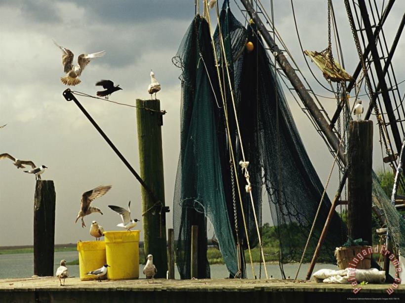 Gulls Alighting on a Dock Next to Hanging Fishing Nets painting - Raymond Gehman Gulls Alighting on a Dock Next to Hanging Fishing Nets Art Print