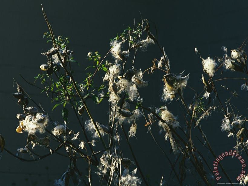 Raymond Gehman Hairtufted Seeds And Branches of a Common Milkweed Milky Sap From Leaves And Stems Is Poisonous Art Print