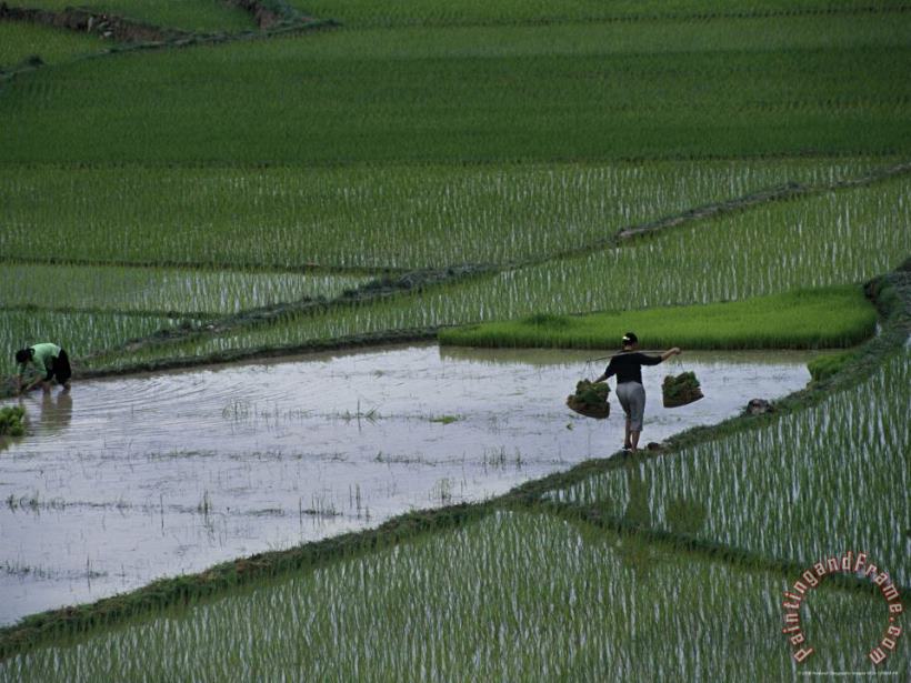 Raymond Gehman Harvesting Rice Zhuang Tribe Guangxi Autonomous Region China Art Print