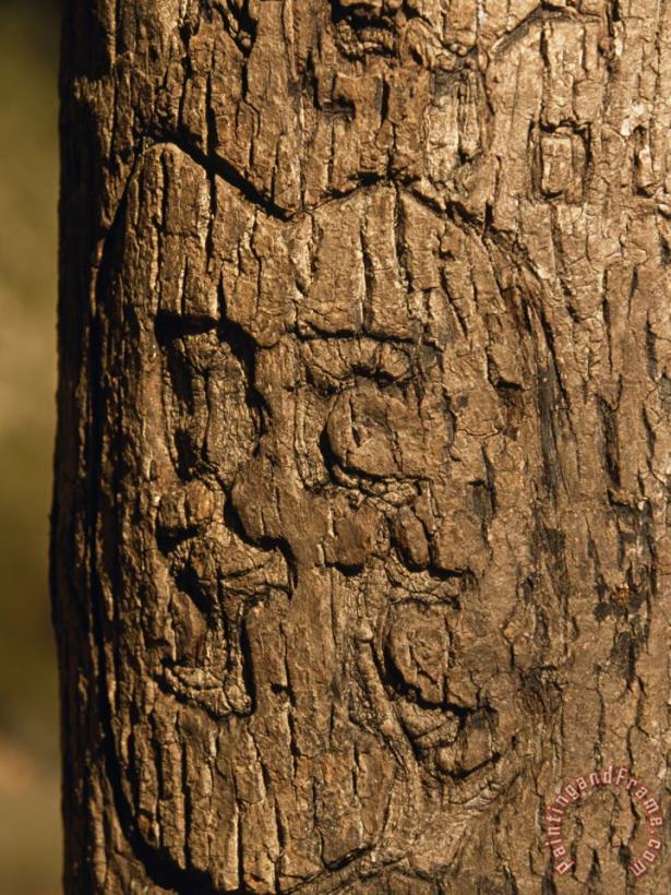 Heart And Initials Carved Into The Trunk of a Tree painting - Raymond Gehman Heart And Initials Carved Into The Trunk of a Tree Art Print