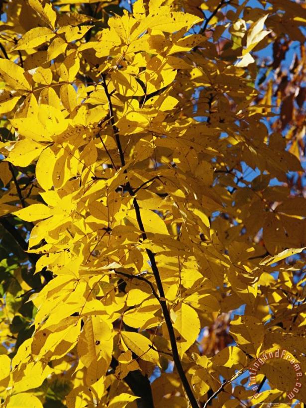 Hickory Tree in Golden Fall Color painting - Raymond Gehman Hickory Tree in Golden Fall Color Art Print