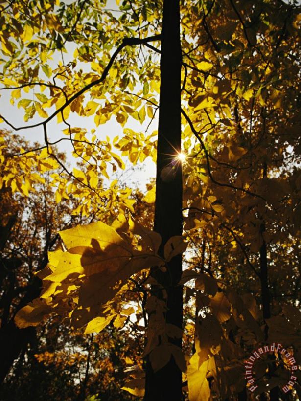 Hickory Tree in Golden Fall Color Along The Appalachian Trail painting - Raymond Gehman Hickory Tree in Golden Fall Color Along The Appalachian Trail Art Print