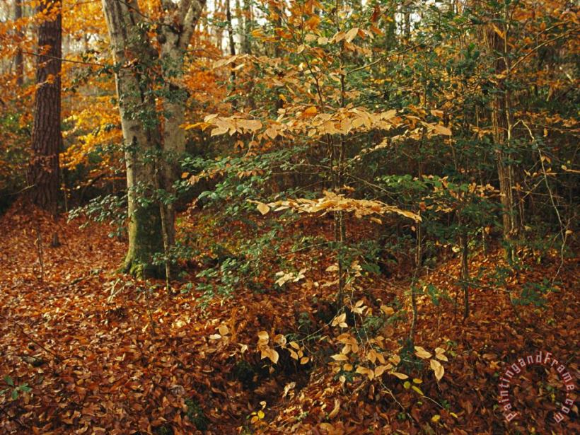 Raymond Gehman Holly And Beech Trees Along a Woodland Trail Art Print