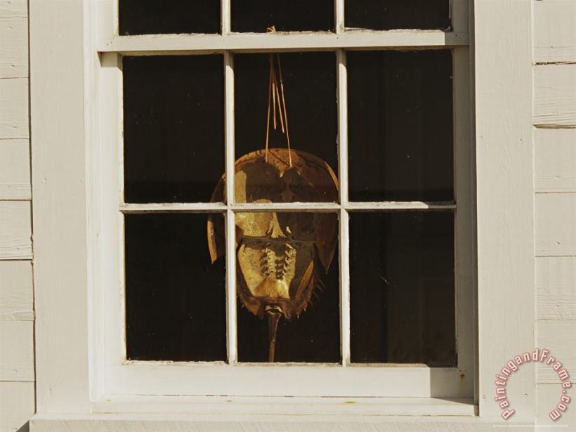 Raymond Gehman Horseshoe Crab Shell Hanging in a Window Art Painting