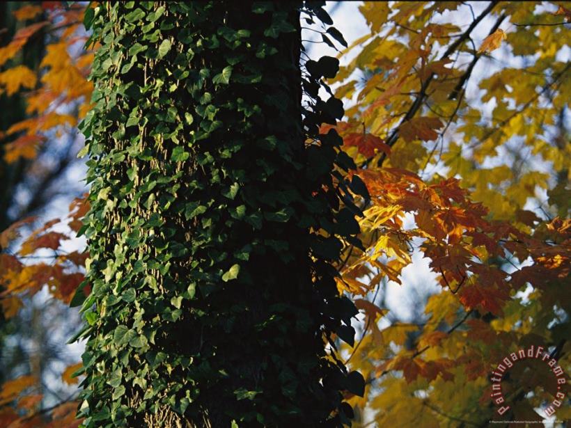 Raymond Gehman Ivy Clinging to a Tree Trunk Amid Colorful Maple Leaves Art Painting