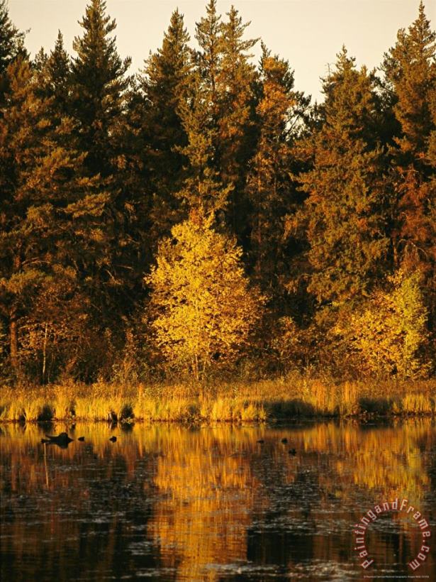 Late Afternoon View of a Lakeside Tree in Fall Foliage painting - Raymond Gehman Late Afternoon View of a Lakeside Tree in Fall Foliage Art Print