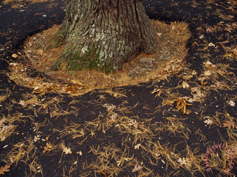 Raymond Gehman Leaf Covered Asphalt in a Parking Lot Encircles an Oak Tree Art Print