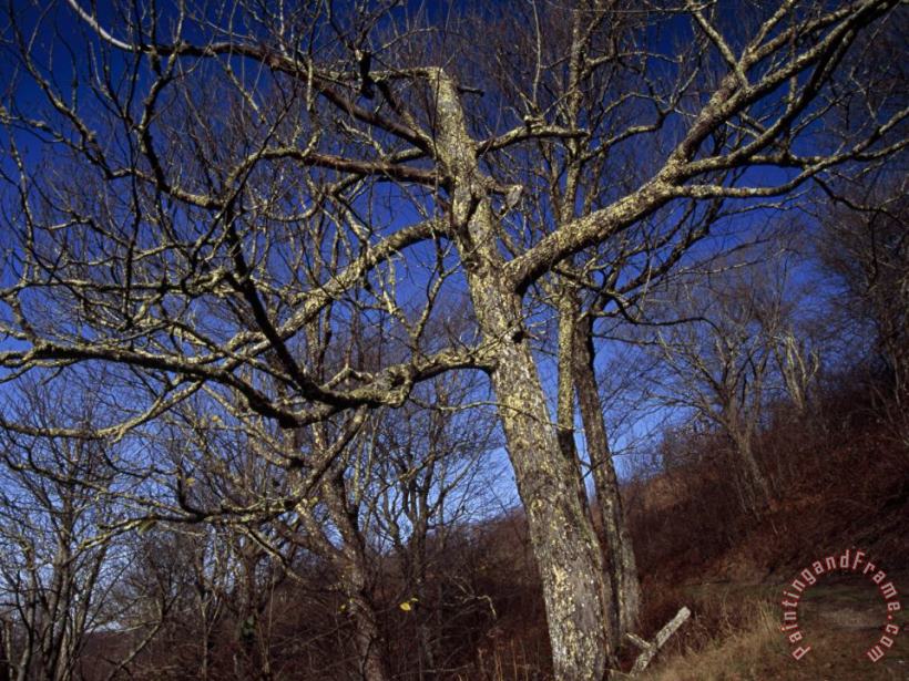 Leafless And a Dead Tree on The Trail to The Summit of Max Patch painting - Raymond Gehman Leafless And a Dead Tree on The Trail to The Summit of Max Patch Art Print