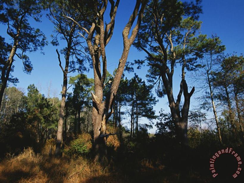 Raymond Gehman Loblolly Pines And Wax Myrtles on The Woodland Trail Art Print