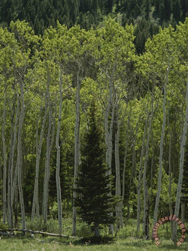 Raymond Gehman Lone Evergreen Amongst Aspen Trees with Spring Foliage Art Print