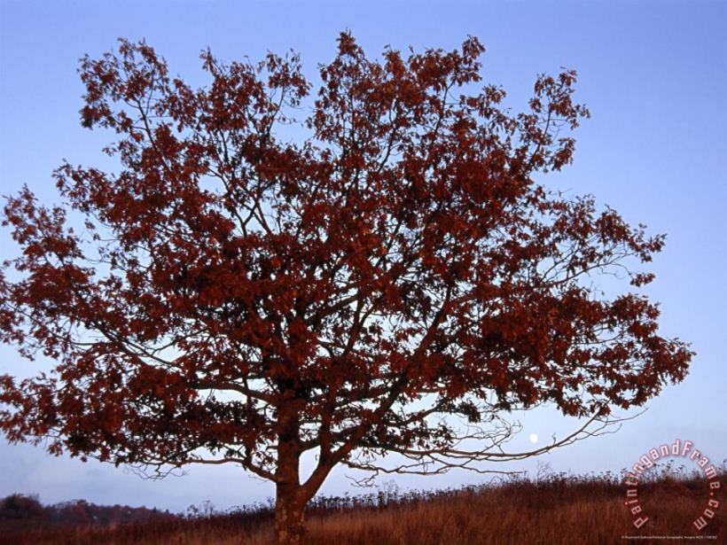 Raymond Gehman Lone Tree Against a Blue Sky Art Print