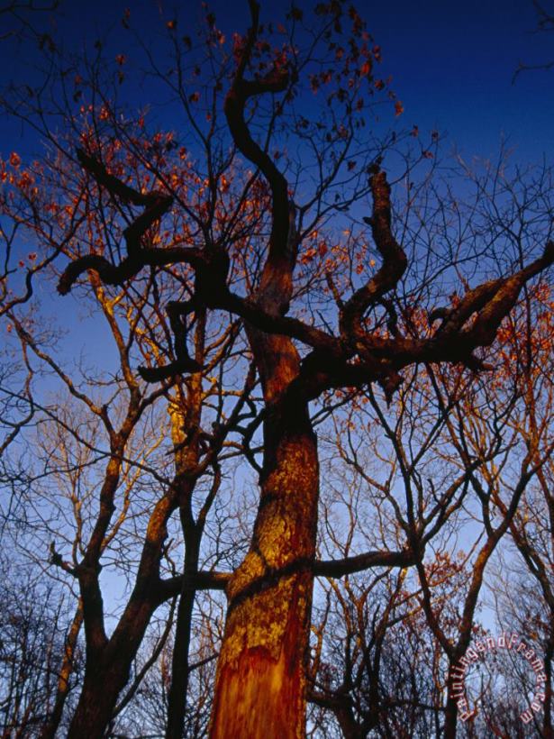 Raymond Gehman Looking Up at an Old Snag Against a Blue Sky at Sunset Art Print
