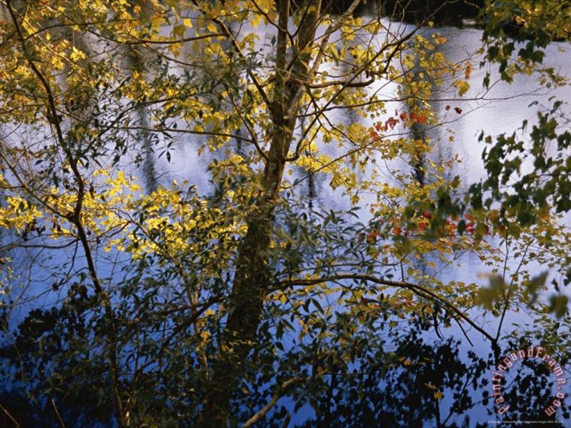 Raymond Gehman Maple Trees in Autumn Colors Along The Dismal Swamp Canal Art Print