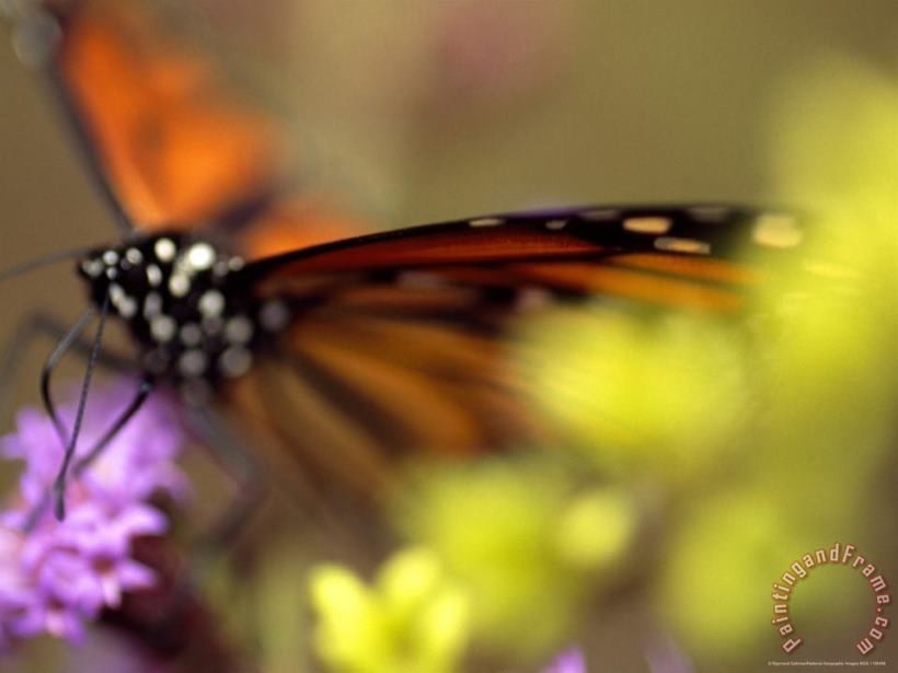 Raymond Gehman Monarch Butterfly Feeding on Wildflowers Art Painting