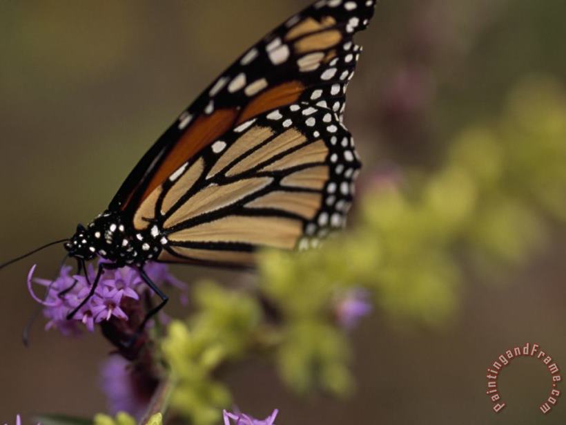 Raymond Gehman Monarch Butterfly Sipping Nectar From a Wildflower Art Print