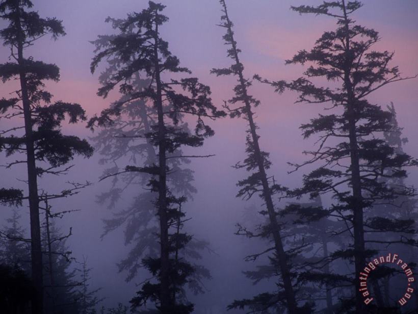 Raymond Gehman Morning Fog Shrouds Silhouetted Evergreen Trees Art Painting