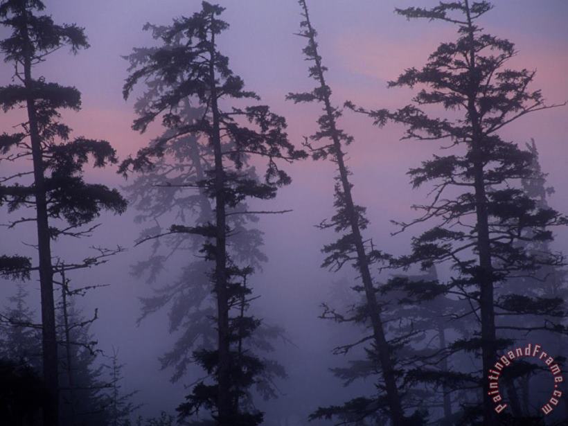 Morning Fog Shrouds Trees in The Reserve painting - Raymond Gehman Morning Fog Shrouds Trees in The Reserve Art Print