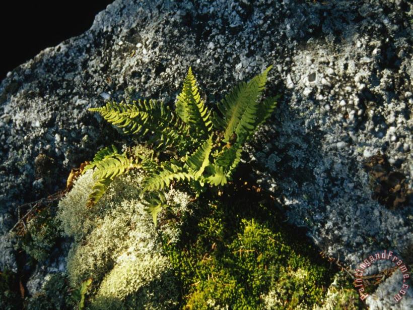 Raymond Gehman Mosses Lichens And Ferns Growing on a Large Rock Granite Art Painting