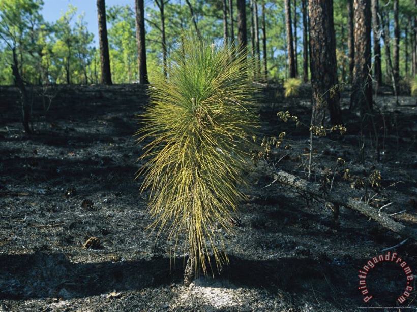 New Pine Tree Grows From Scorched Earth After a Fire painting - Raymond Gehman New Pine Tree Grows From Scorched Earth After a Fire Art Print