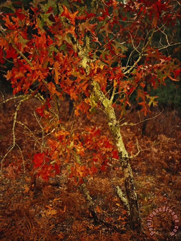Raymond Gehman Oak Tree with Fall Foliage Standing Among Fallen Leaves And Ferns Near Lake Waccamaw Art Print